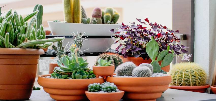 Make your living with Best Oxygen Liberating Indoor Plants